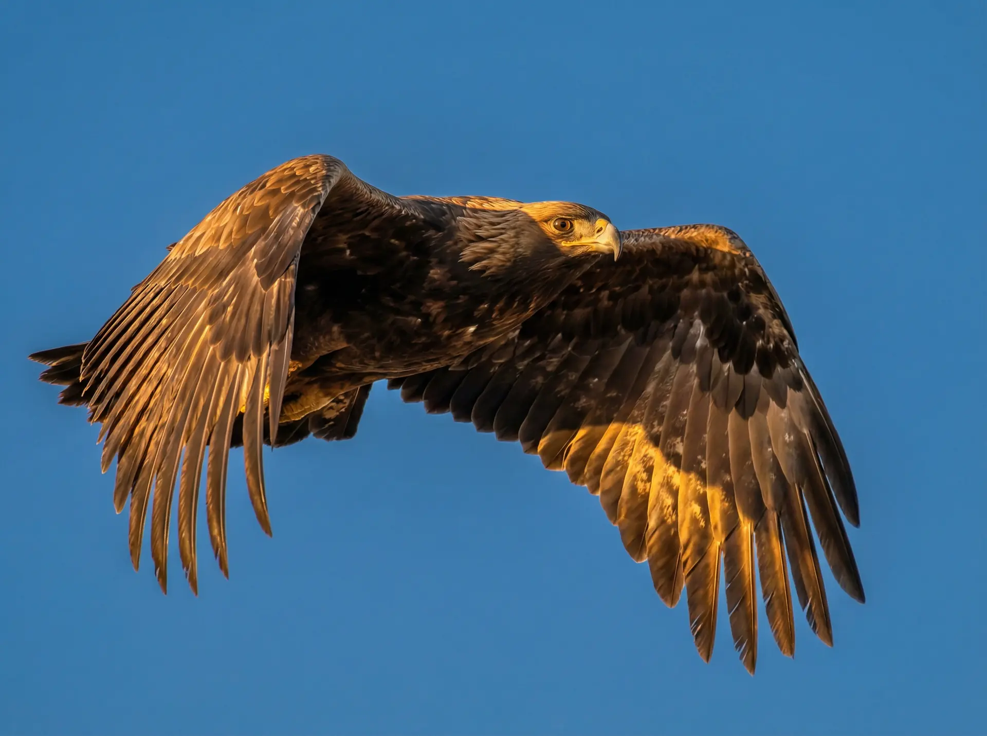 香蕉漫画 精选 - 飞翔中的金雕野生动物摄影